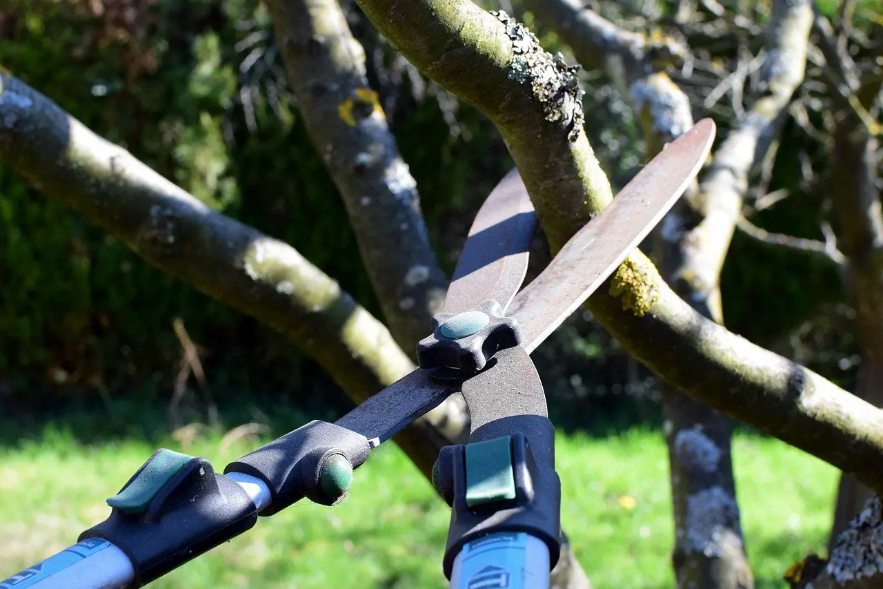 Les bonnes méthodes pour tailler les arbres
