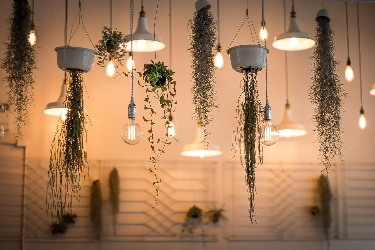Décorer avec des plantes