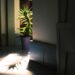 a plant in a pot