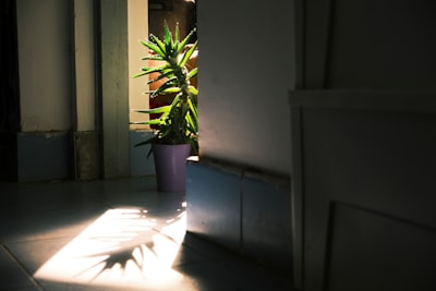 a plant in a pot