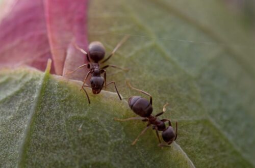 Macro image of two ants exploring a textured green and pink leaf.