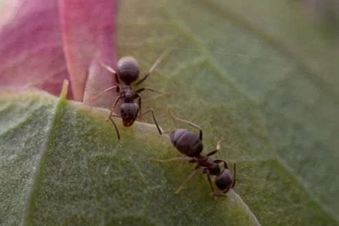 Macro image of two ants exploring a textured green and pink leaf.