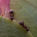Macro image of two ants exploring a textured green and pink leaf.