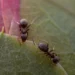 Macro image of two ants exploring a textured green and pink leaf.