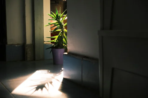 Plantes d'intérieur pour pièces sombres : guide 2026