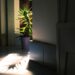 Plantes d'intérieur pour pièces sombres : guide 2026