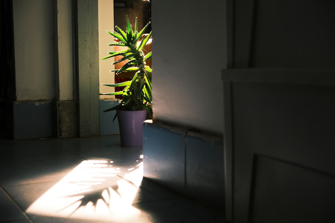 Plantes d'intérieur pour pièces sombres : guide 2026