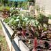 Potager surélevé en bois : construction DIY étape par étape