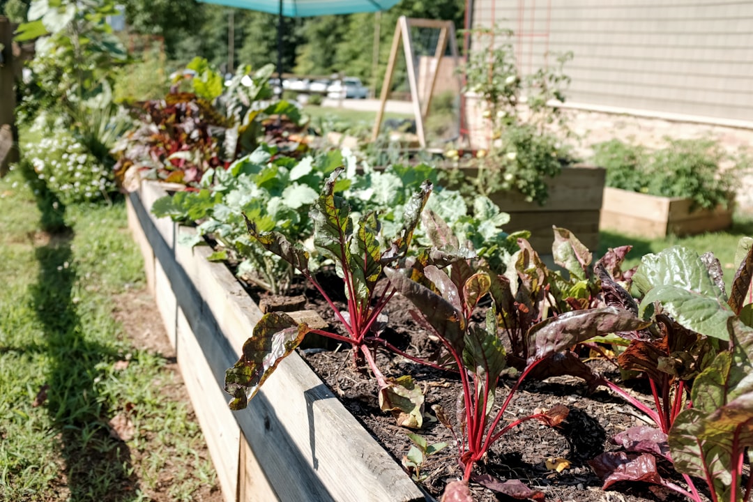 Potager surélevé en bois : construction DIY étape par étape
