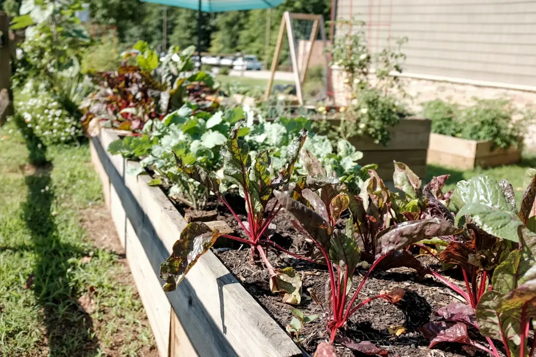 Potager surélevé en bois : construction DIY étape par étape