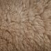 Close-up of brown, fluffy, textured fur.